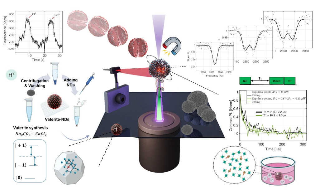 Illustration of the vaterite–nanodiamond spherulite sensor: synthesis, optical trapping setup, ODMR spectra and T1 relaxation measurements